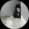 whinycat